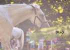 X81A8095 Lipizzaner im Burggarten Foto Pfluegl 160719